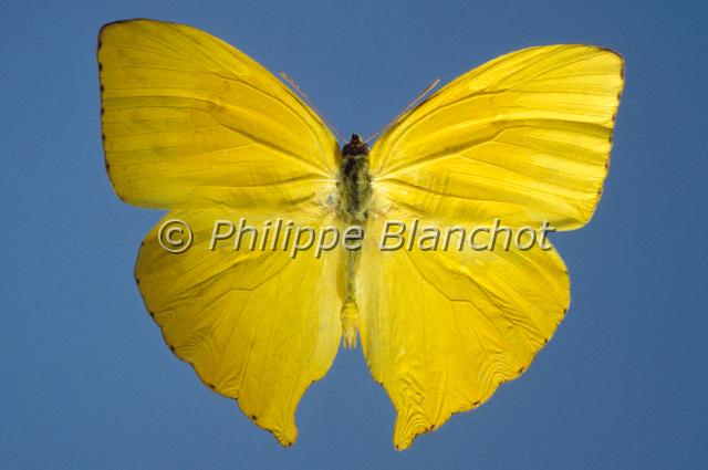 phoebis rurina.JPG - Phoebis rurinaLepidoptera, PieridaeCosta Rica